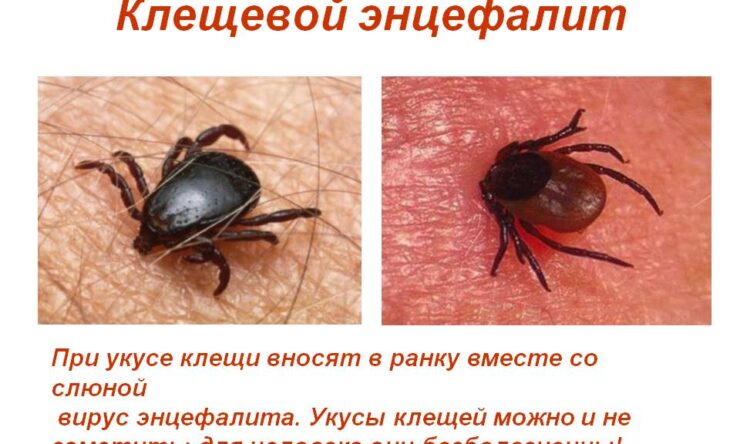 О чем свидетельствует покраснение после укуса клеща