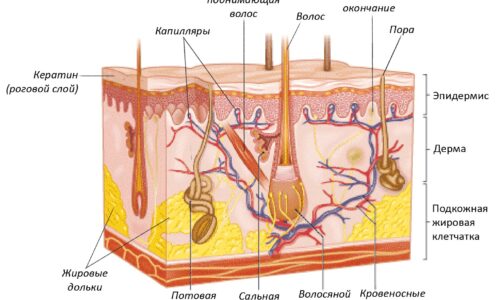 Возможные причины покраснения ладоней
